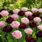 Best Friends, Magnolia Dreams: Tulip Finola & Canyon, 6 Bulbs Ready for Planting Now in UK Autumn Outdoor Gardens