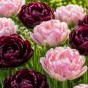 Best Friends, Magnolia Dreams: Tulip Finola & Canyon, 6 Bulbs Ready for Planting Now in UK Autumn Outdoor Gardens