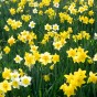 Jamieson Brothers 10kg Daffodils - Yellow Trumpet Daffodils 5kg and Mixed Daffodils 5kg