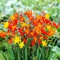 Butterfly Perennial Box (Phlox Paniculata, Eryngium Planum, Echinacea Purpurea, Crocosmia X Crocosmiiflora, Liatris Spicata) 50x Spring Planting Flower Bulbs| Flower Bulbs for Planting Now UK | Plant Garden Outdoor | Attracts Butterflies & Pollinators