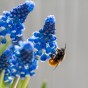 Best Friends, Spectacular Crowd: Tulip Shogun, Muscari Armeniacum, Daffodil Minnow & Tete a Tete, 30 Bulbs Ready for Planting Now in UK Autumn Outdoor Gardens