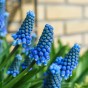 Best Friends, Spectacular Crowd: Tulip Shogun, Muscari Armeniacum, Daffodil Minnow & Tete a Tete, 30 Bulbs Ready for Planting Now in UK Autumn Outdoor Gardens