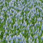 Muscari Aucheri Ocean Magic 15 Bulbs Ready for Planting Now in UK Autumn Outdoor Gardens by Jamieson Brothers