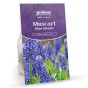 Muscari Blue Blends Spring Flowering Bulbs