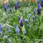 Muscari Mix 30 Bulbs Ready for Planting Now in UK Autumn Outdoor Gardens by Jamieson Brothers