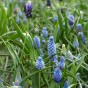 Muscari Mix 30 Bulbs Ready for Planting Now in UK Autumn Outdoor Gardens by Jamieson Brothers