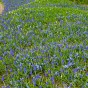 Muscari Mix 30 Bulbs Ready for Planting Now in UK Autumn Outdoor Gardens by Jamieson Brothers
