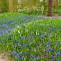 Muscari Mix 30 Bulbs Ready for Planting Now in UK Autumn Outdoor Gardens by Jamieson Brothers