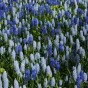 Muscari Mix 30 Bulbs Ready for Planting Now in UK Autumn Outdoor Gardens by Jamieson Brothers