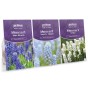 Muscari Super Mix - Mixed Colours (240 bulbs) by Jamieson Brothers 