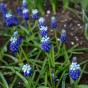 Muscari Touch Of Snow 15 Bulbs Ready for Planting Now in UK Autumn Outdoor Gardens by Jamieson Brothers
