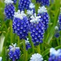 Muscari Touch Of Snow 15 Bulbs Ready for Planting Now in UK Autumn Outdoor Gardens by Jamieson Brothers