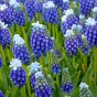 Muscari Touch Of Snow 15 Bulbs Ready for Planting Now in UK Autumn Outdoor Gardens by Jamieson Brothers
