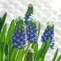 Muscari Touch Of Snow 15 Bulbs Ready for Planting Now in UK Autumn Outdoor Gardens by Jamieson Brothers