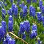 Muscari Touch Of Snow 15 Bulbs Ready for Planting Now in UK Autumn Outdoor Gardens by Jamieson Brothers