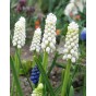 Muscari White Bulbs (40 Bulbs) Grape Hyacinth by Jamieson Brothers