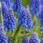 Garden with Jonny Muscari Armeniacum 30 Bulbs