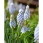Muscari Valerie Finnis (40 Bulbs) Pale Blue Grape Hyacinth by Jamieson Brothers