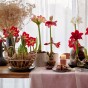 Deluxe Amaryllis 3 Gift Box Bundle – Red, White & Pink Bulbs with Pots & Compost | Ready to Plant in UK Autumn for Indoor Flowers, Gardening Gifts & Seasonal Gifting by Jamieson Brothers