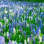 Muscari Mixed Colours (40 Bulbs) Grape Hyacinth by Jamieson Brothers