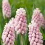 Garden with Jonny Cotton Candy Bundle - 50 Bulbs - Autumn Planting Flower Bulbs