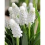 Muscari White Bulbs (40 Bulbs) Grape Hyacinth by Jamieson Brothers