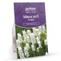 Muscari White Bulbs (40 Bulbs) Grape Hyacinth by Jamieson Brothers