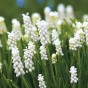 Muscari White Bulbs (40 Bulbs) Grape Hyacinth by Jamieson Brothers