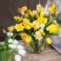 150 Freshly Cut Mixed Orange & Yellow Daffodils - Ready to Bloom | Perfect for Home Décor, Indoor Displays & Easter Gifts UK