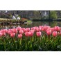 Mixed Tulip bulbs Midnight Moments (20 Bulbs) Purple Pink and White Mix Landscape Pack 
