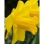King Alfred Daffodil Bulbs 5kg (Approx. 100 Bulbs) by Jamieson Brothers 