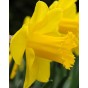 King Alfred Daffodil Bulbs 20kg (Approx. 375-400 Bulbs) by Jamieson Brothers 