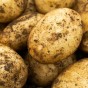 Nadine Seed Potatoes - 20KG
