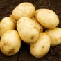 Nadine Seed Potatoes - 20KG