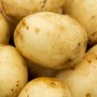 Nadine Seed Potatoes - 20KG