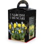 Narcissus Tete a Tete & Muscari (10 bulbs) - Gift Box by Jamieson Brothers 