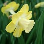 Daffodil (Narcissus) Large Cupped Avalon 5 Bulbs Ready for Planting Now in UK Autumn Outdoor Gardens