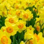 Daffodil (Narcissus) Delibes 5 Bulbs Ready for Planting Now in UK Autumn Outdoor Gardens