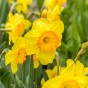 Daffodil (Narcissus) Delibes 5 Bulbs Ready for Planting Now in UK Autumn Outdoor Gardens
