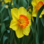 Daffodil (Narcissus) Delibes 5 Bulbs Ready for Planting Now in UK Autumn Outdoor Gardens