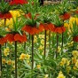 Fritillaria Imperialis Rubra 1 Bulb Ready for Planting Now in UK Autumn Outdoor Gardens by Jamieson Brothers