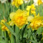 Daffodil (Narcissus) Double Dick Wilden 8 Bulbs Ready for Planting Now in UK Autumn Outdoor Gardens