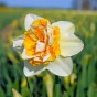 Daffodil (Narcissus) Extravaganza 5 Bulbs Ready for Planting Now in UK Autumn Outdoor Gardens