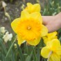 Daffodil (Narcissus) Ferris Wheel 4 Bulbs Ready for Planting Now in UK Autumn Outdoor Gardens