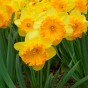 Daffodil (Narcissus) Ferris Wheel 4 Bulbs Ready for Planting Now in UK Autumn Outdoor Gardens