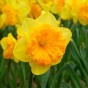 Daffodil (Narcissus) Ferris Wheel 4 Bulbs Ready for Planting Now in UK Autumn Outdoor Gardens