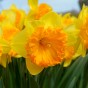 Daffodil (Narcissus) Ferris Wheel 4 Bulbs Ready for Planting Now in UK Autumn Outdoor Gardens