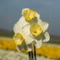 Daffodil (Narcissus) Frosty Snow 5 Bulbs Ready for Planting Now in UK Autumn Outdoor Gardens