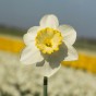 Daffodil (Narcissus) Frosty Snow 5 Bulbs Ready for Planting Now in UK Autumn Outdoor Gardens