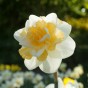 Daffodil (Narcissus) Double Golden Pearl 5 Bulbs Ready for Planting Now in UK Autumn Outdoor Gardens